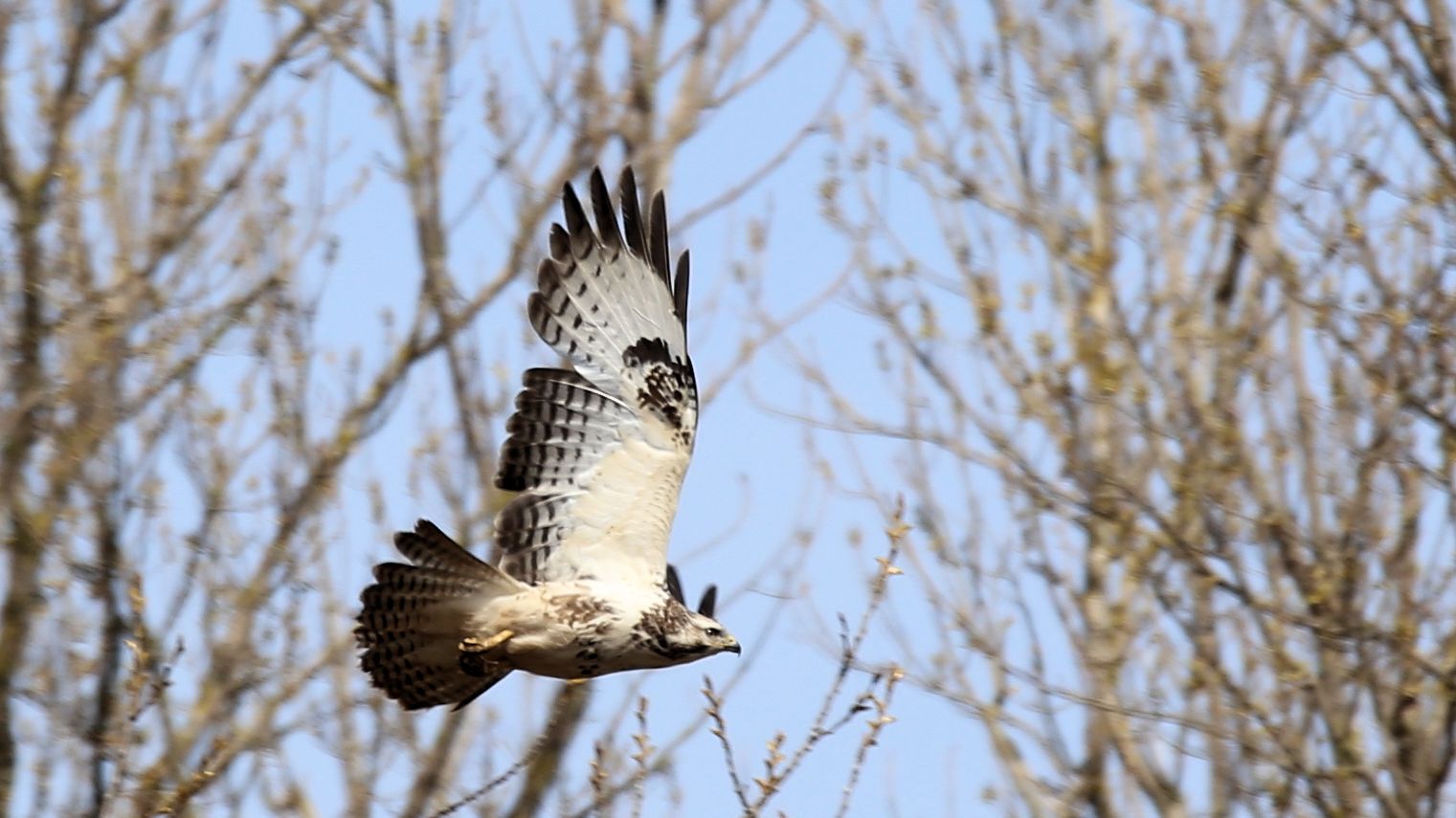 Der Bussard,..