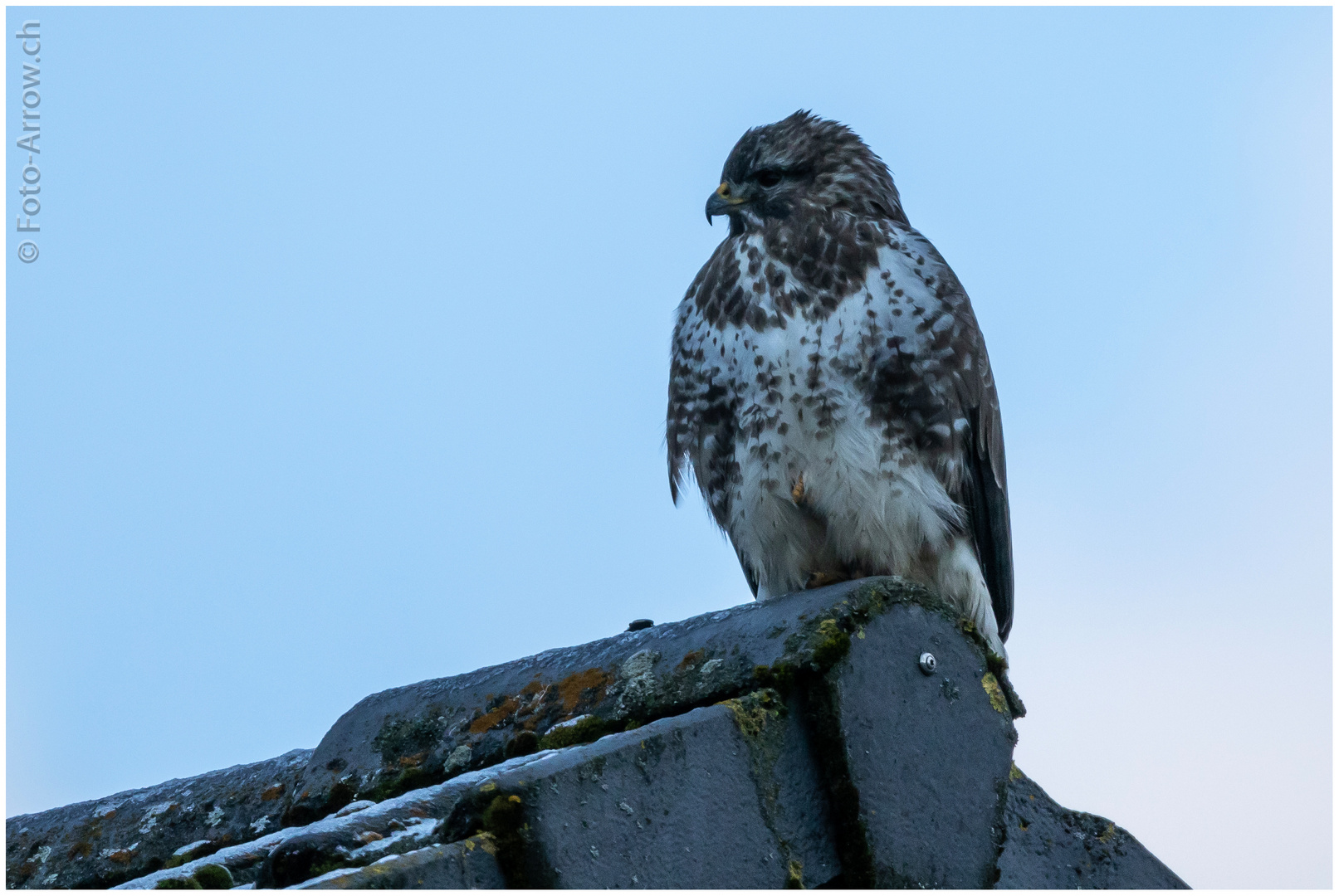 Der Bussard auf dem Nachbarhaus...