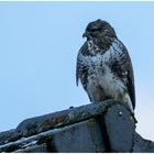 Der Bussard auf dem Nachbarhaus...