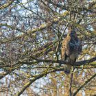 Der Bussard auf seiner Warte 