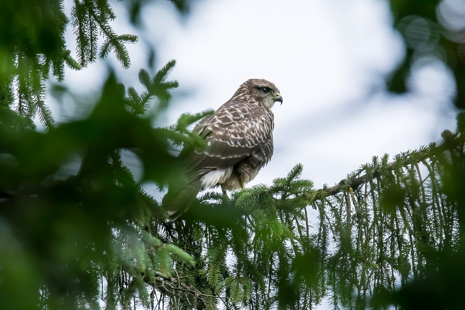 Der Bussard aus dem Waal