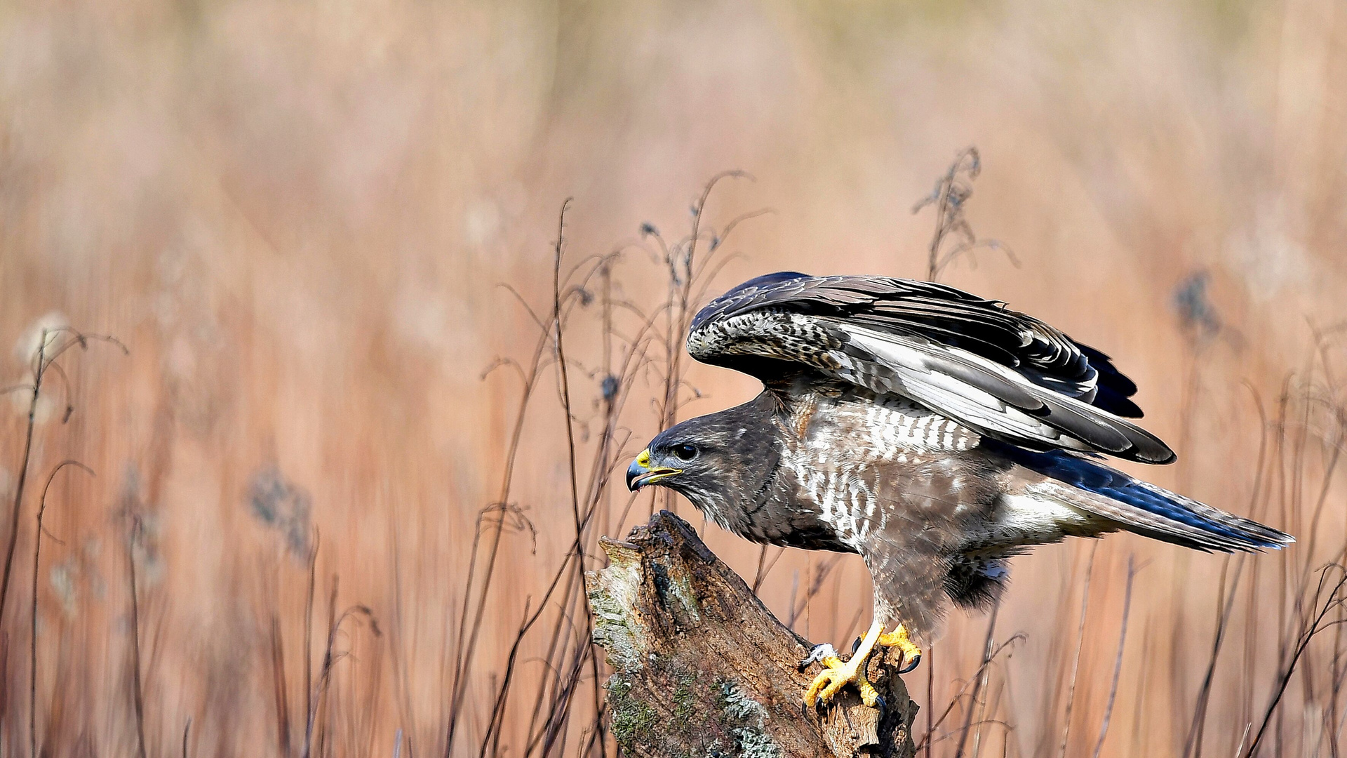 der Bussard (Buteo)..