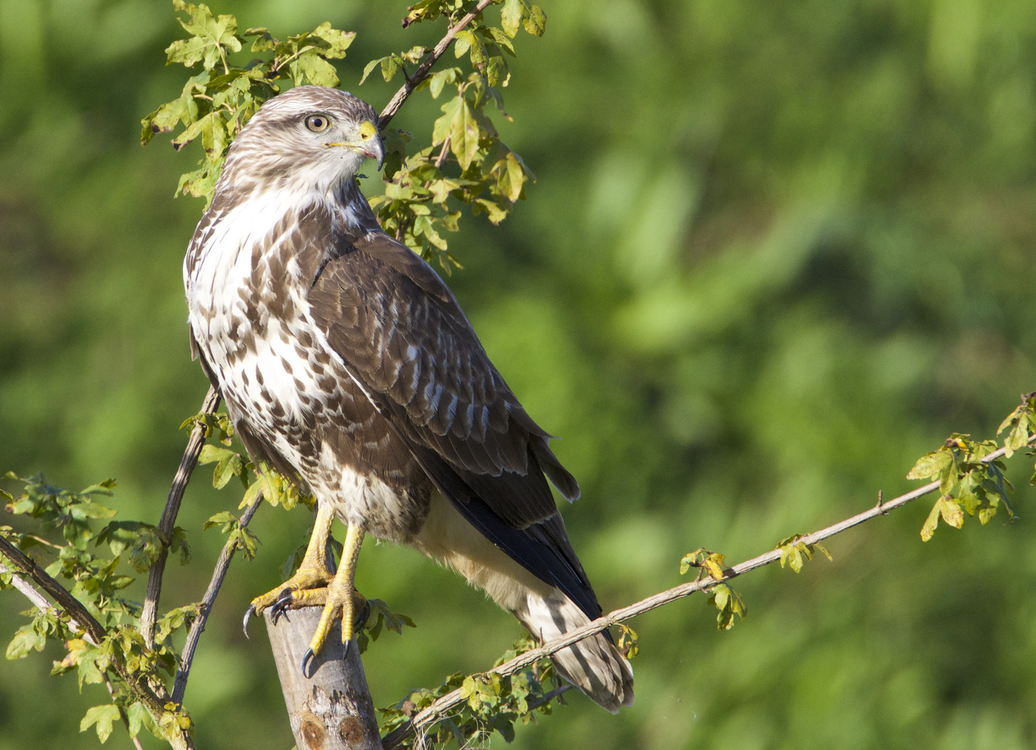 Der Bussard....