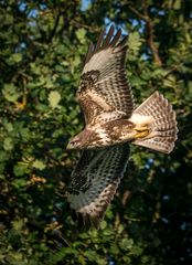 "Der Bussard der Mäuse"