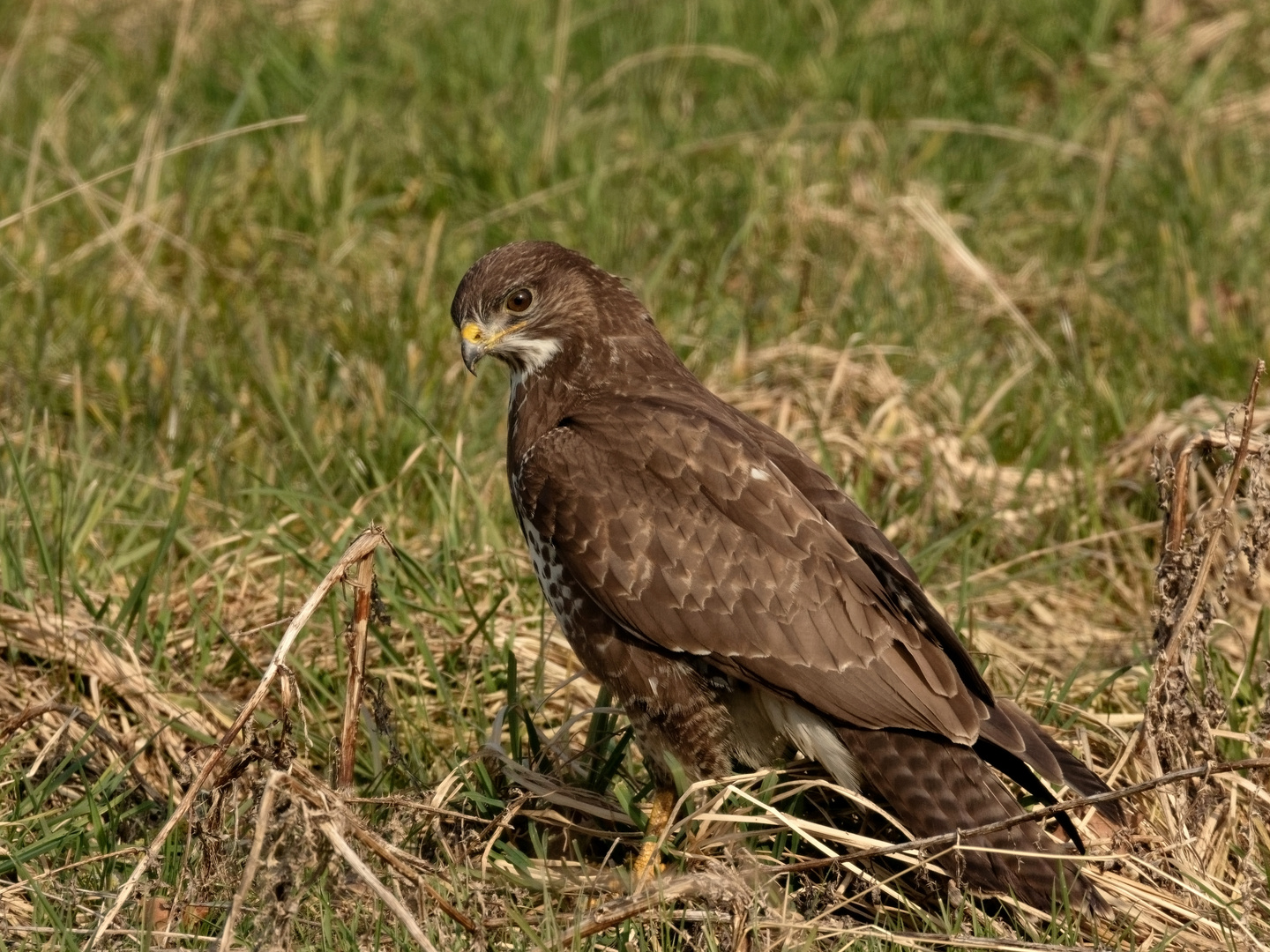 Der Bussard - ein Argwöhner.... 