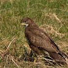 Der Bussard - ein Argwöhner.... 