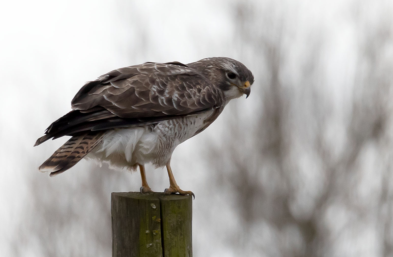 Der Bussard hat es 