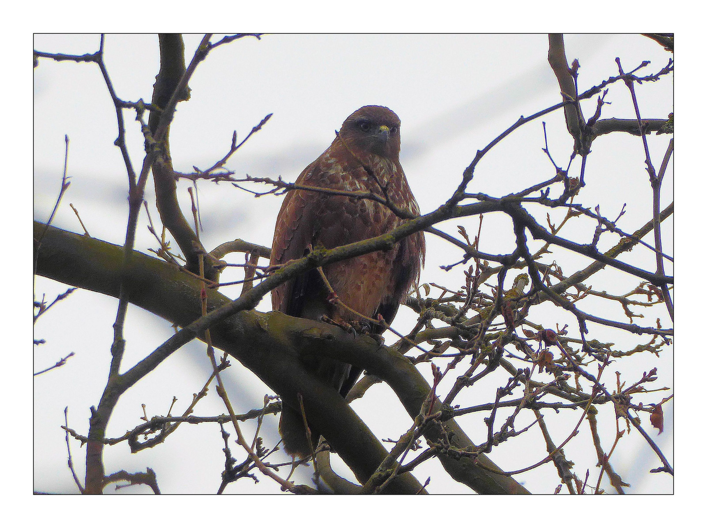 Der Bussard hoch oben im Baum