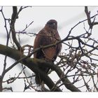 Der Bussard hoch oben im Baum