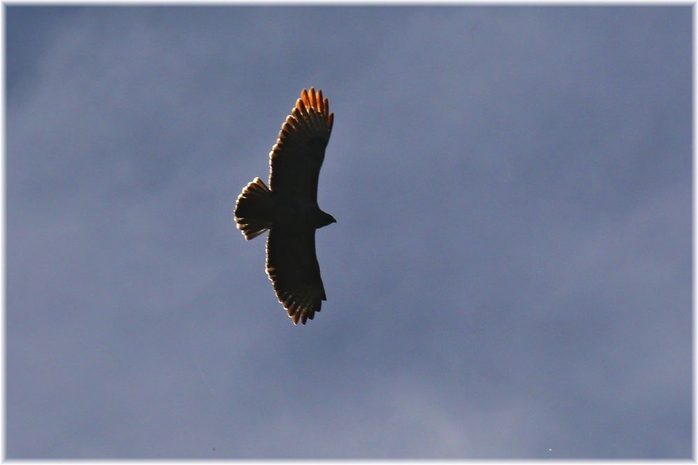 der Bussard im Flug