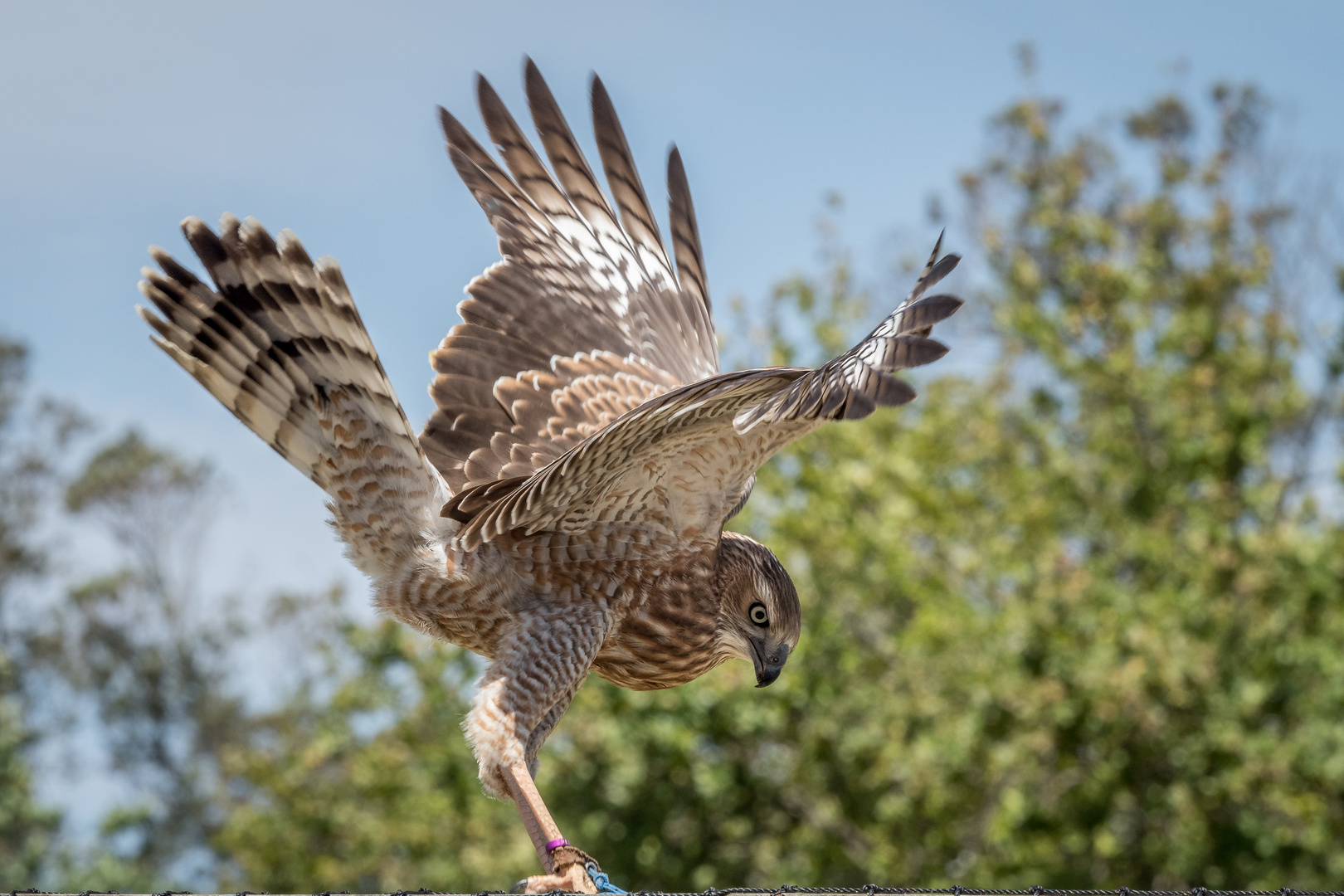 Der Bussard tanzt