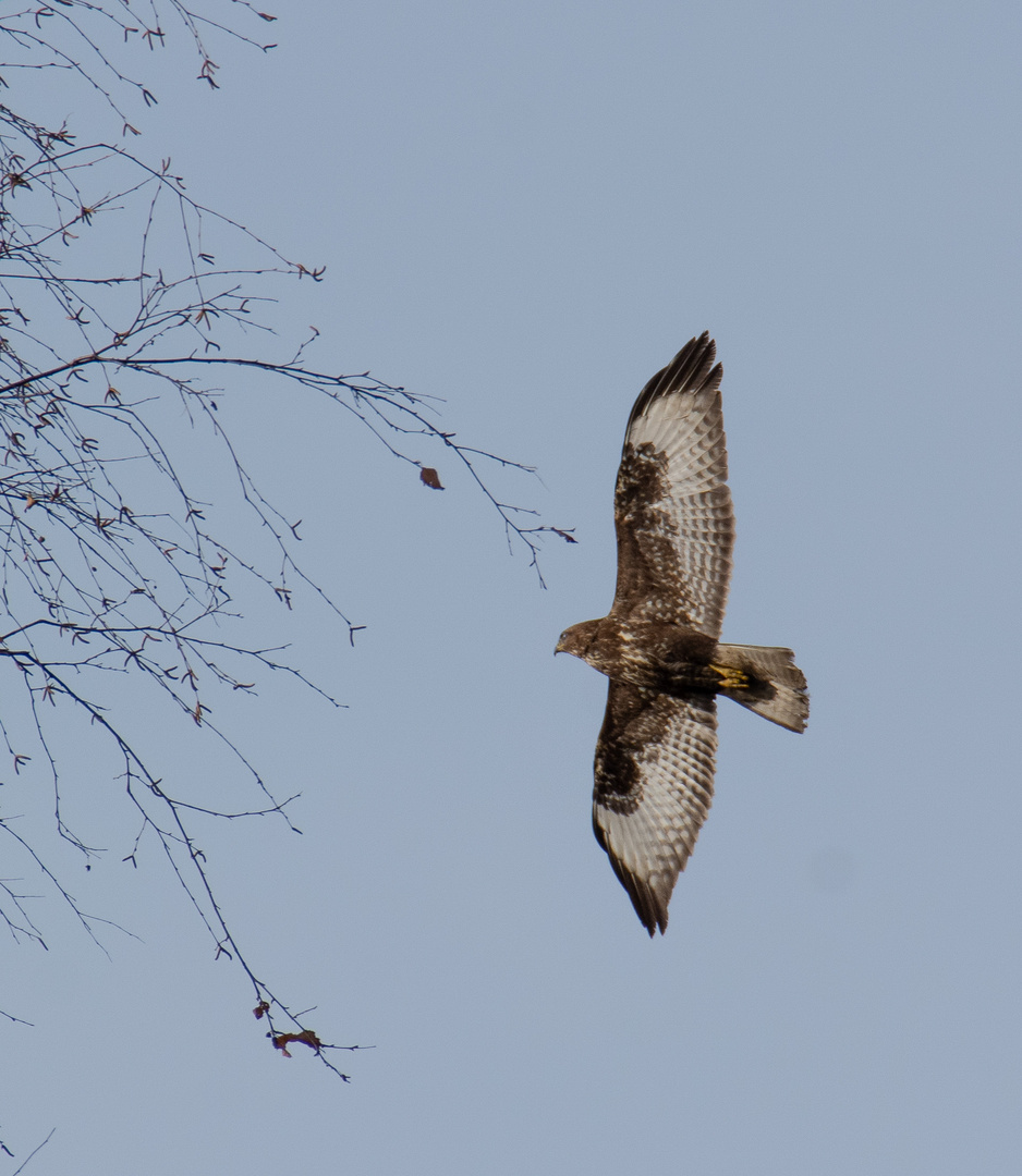 Der Bussard vor der Haustüre (Doku)