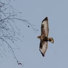 Der Bussard vor der Haustüre (Doku)