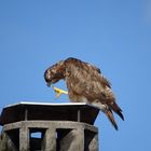 Der Bussard wartet ab DSC02118