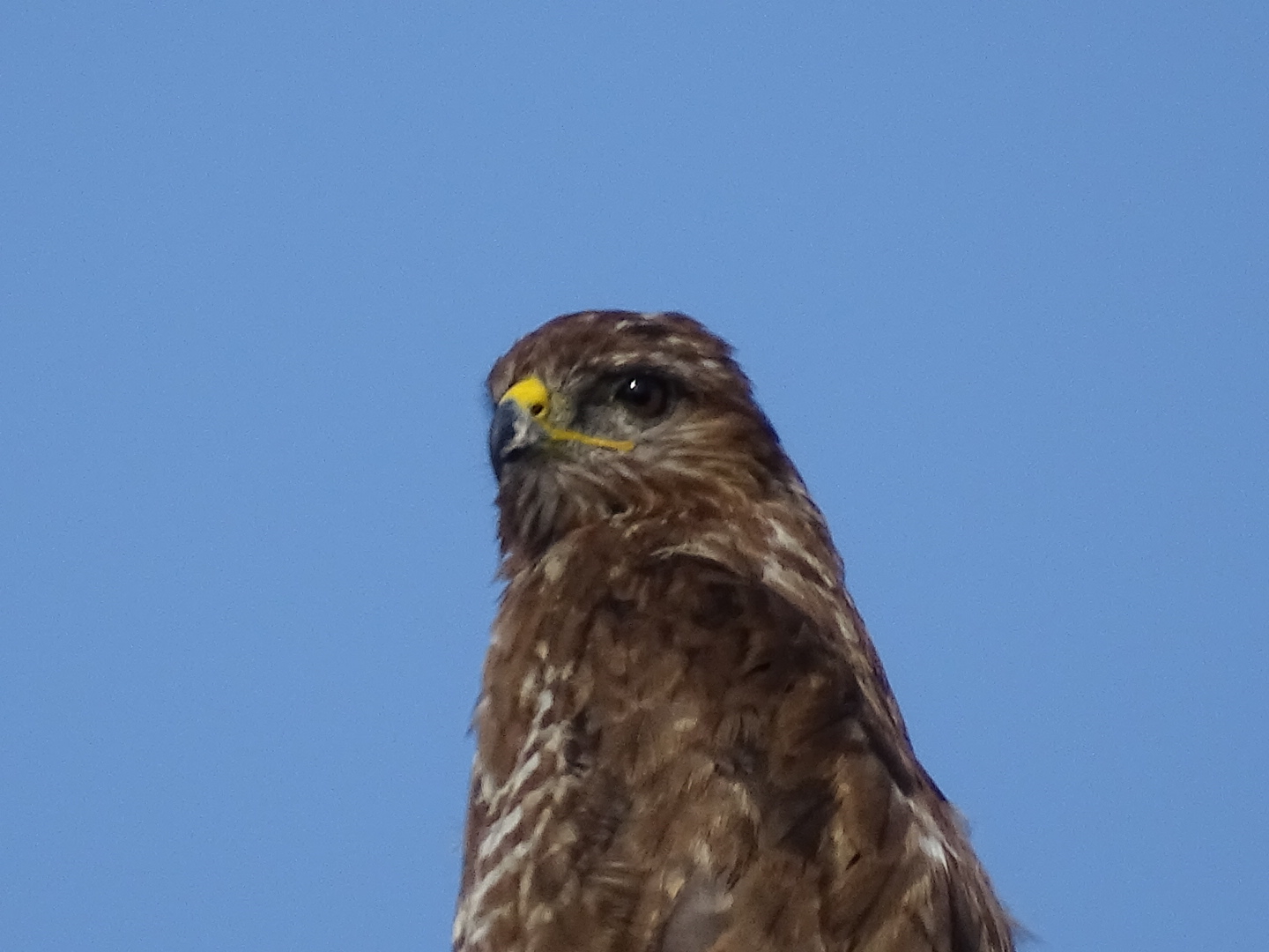 Der Bussard wartet ab I DSC02122