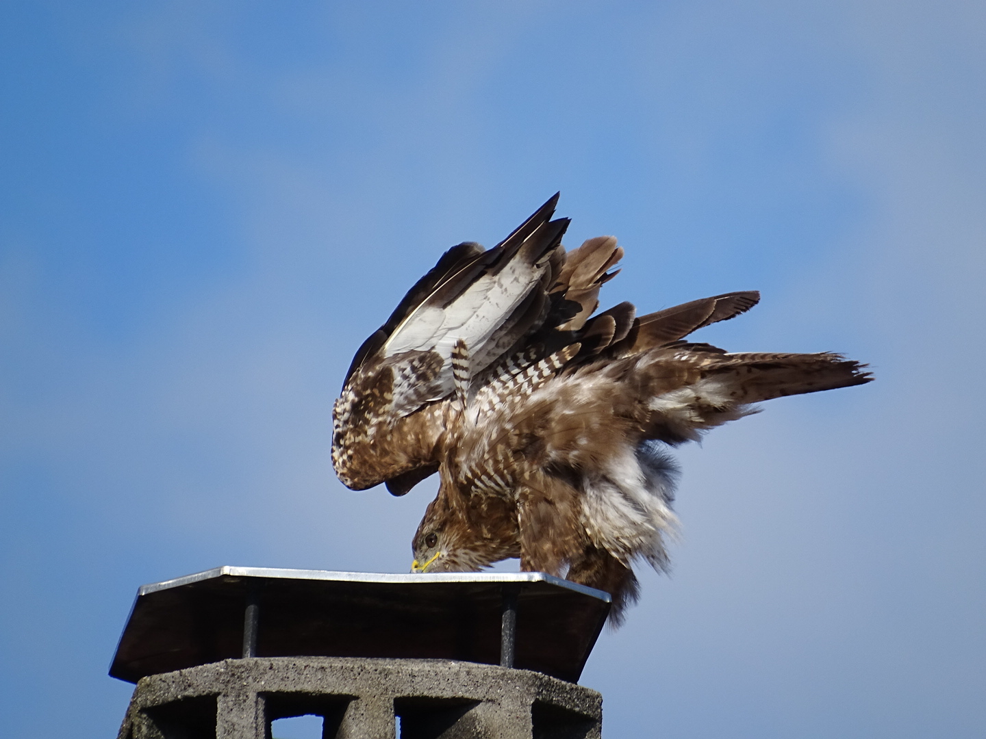 Der Bussard wartet ab ll DSC02120