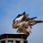 Der Bussard wartet ab ll DSC02120