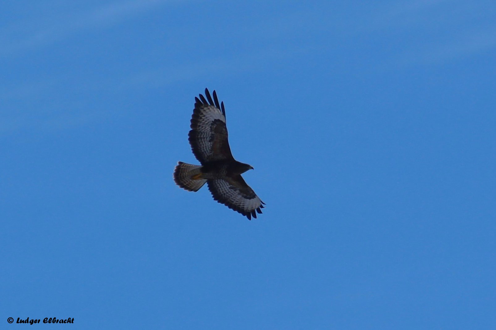 Der Bussard zieht seine Kreise.