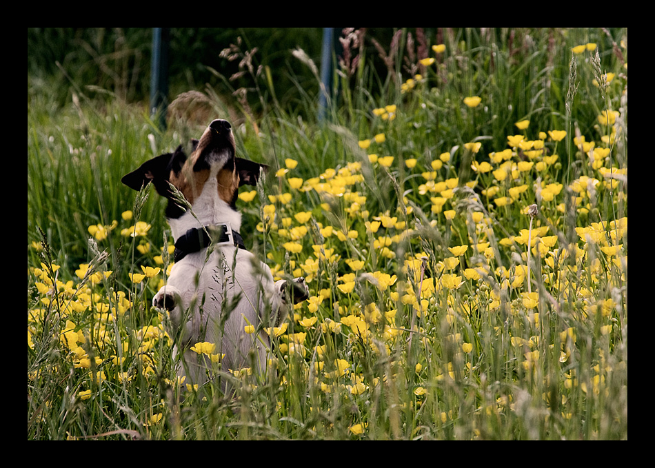 der Butterblumenhund