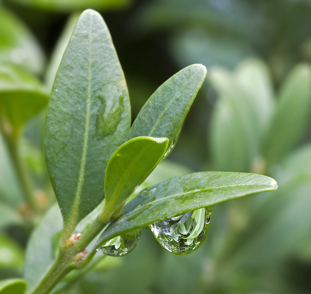 Der Buxus im Buxus