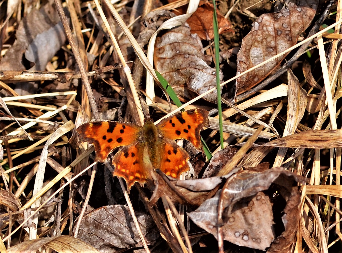 Der C - Falter war auch schon im Garten