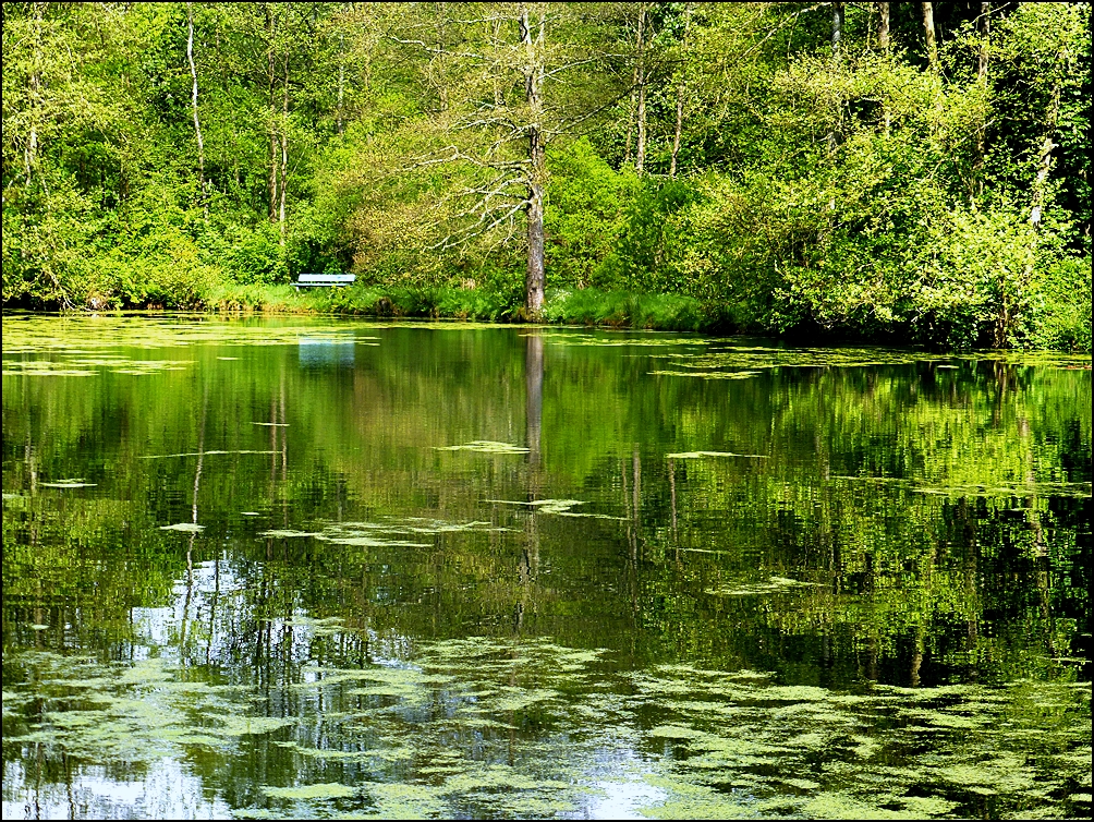 Der Carolinenteich im Reiherbachtal/Solling