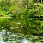 Der Carolinenteich im Reiherbachtal/Solling