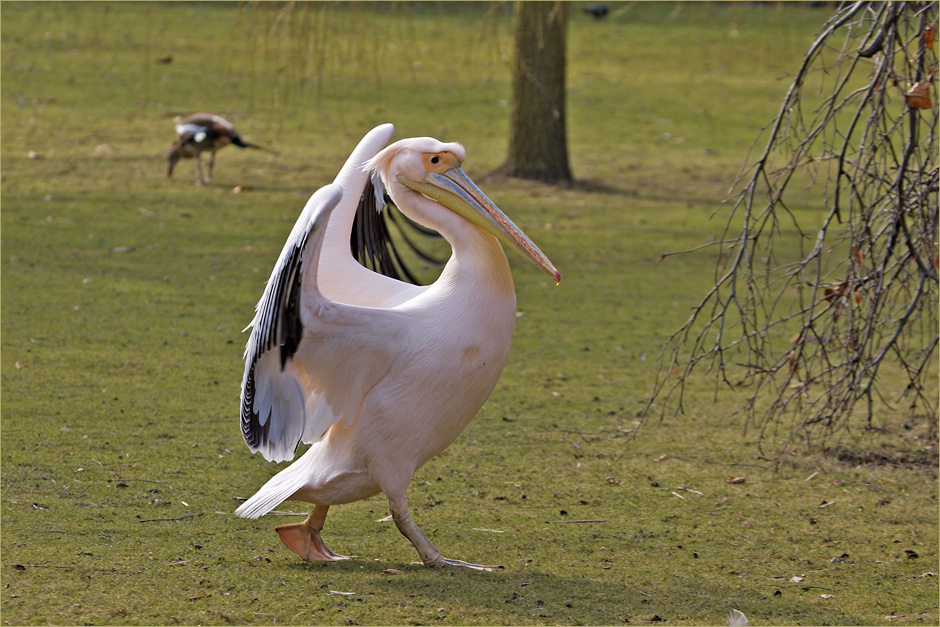 Der Casanova vom Luisenpark