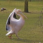 Der Casanova vom Luisenpark