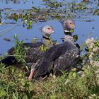 Der Chaja oder Halsband-Wehrvogel (Chauna torquata)