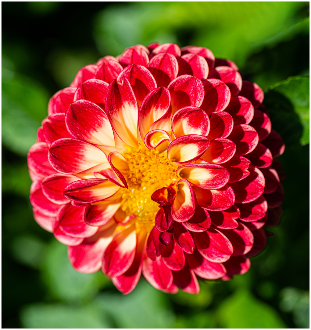 Der Champion Foto & Bild fotos, spezial, rot Bilder auf