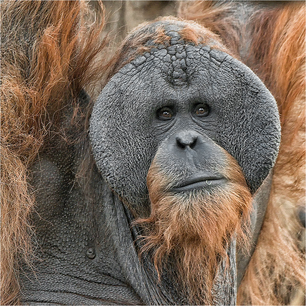 Der Charakterkopf.....