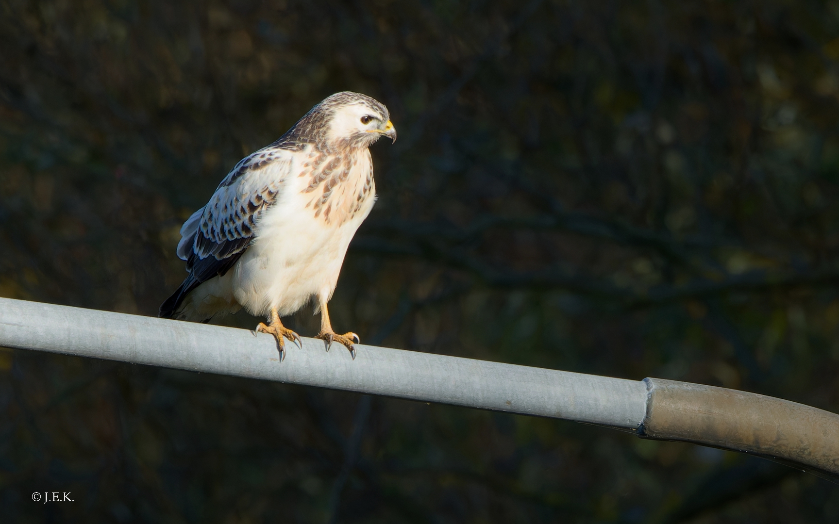 Der Checker