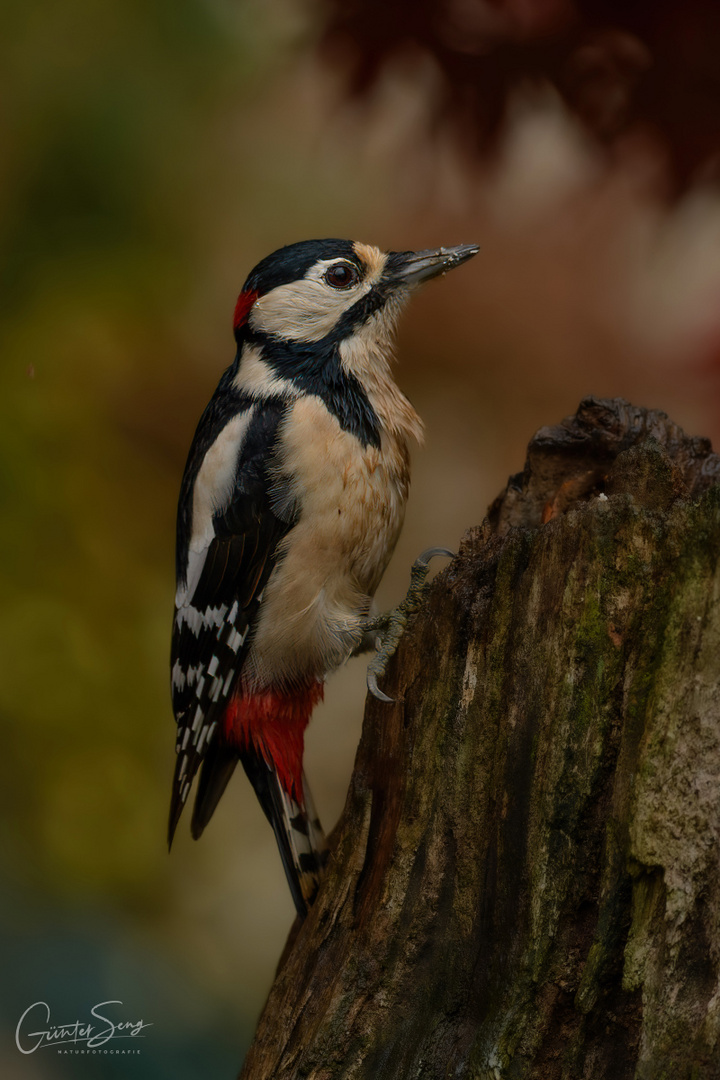 der Checker