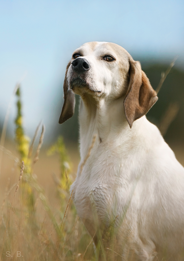 Der Checker checkt die Chickas... Foto & Bild tiere, haustiere, hunde