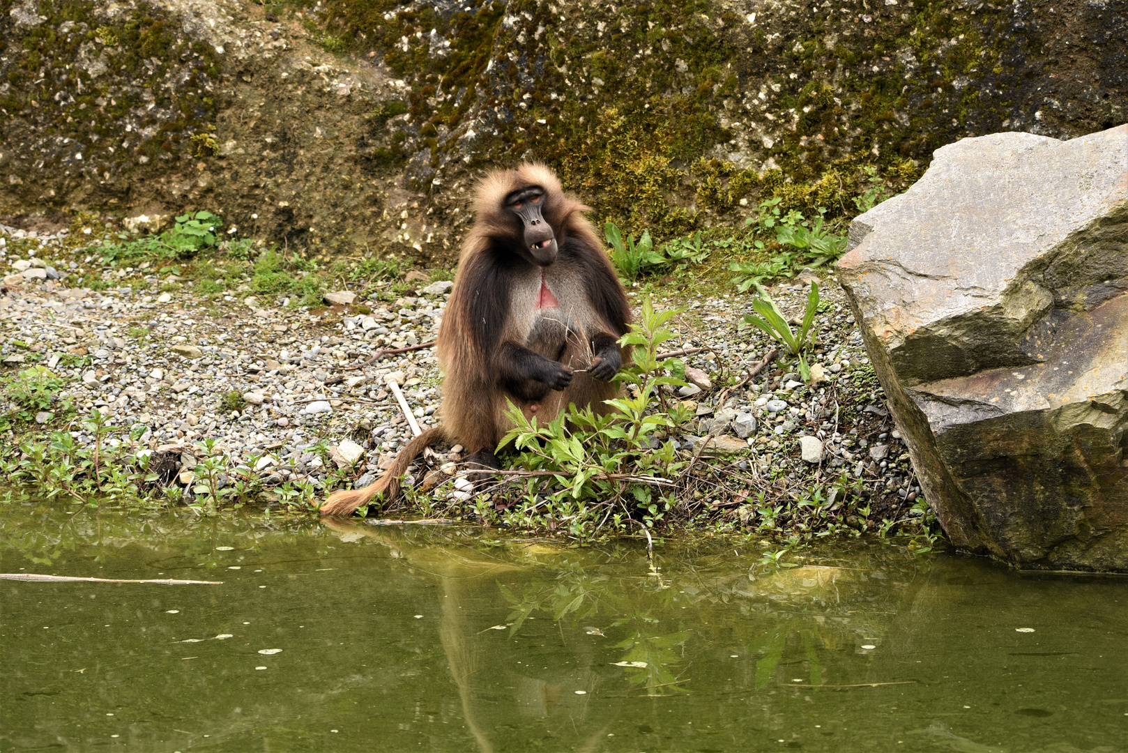 Der Chef. Foto & Bild | tiere, zoo, wildpark & falknerei, säugetiere