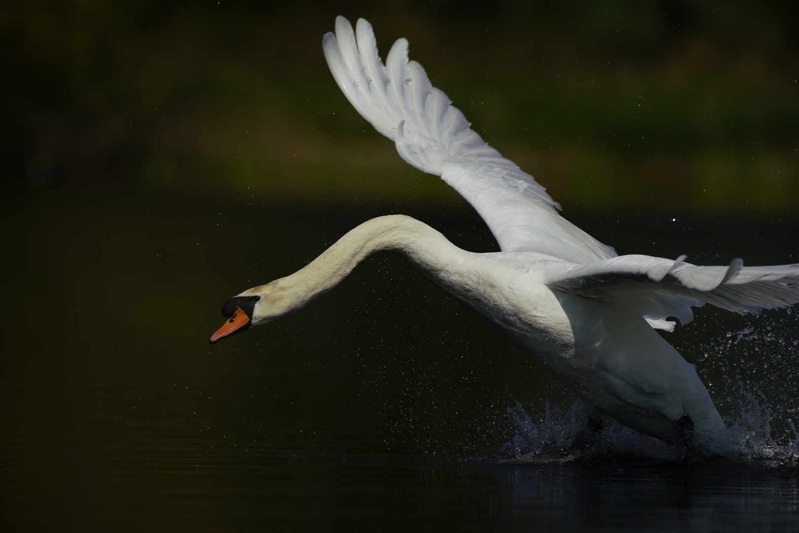 Der Chef am Teich.