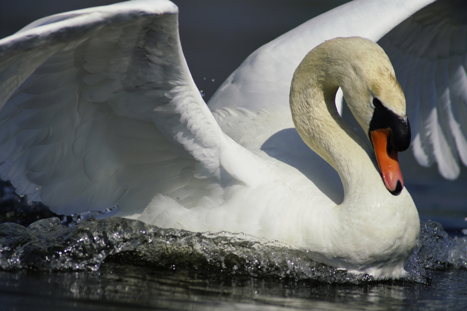 Der Chef am Teich.