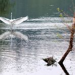 Der Chef auf dem See.