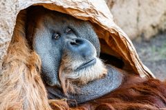 Der Chef braucht Ruhe!