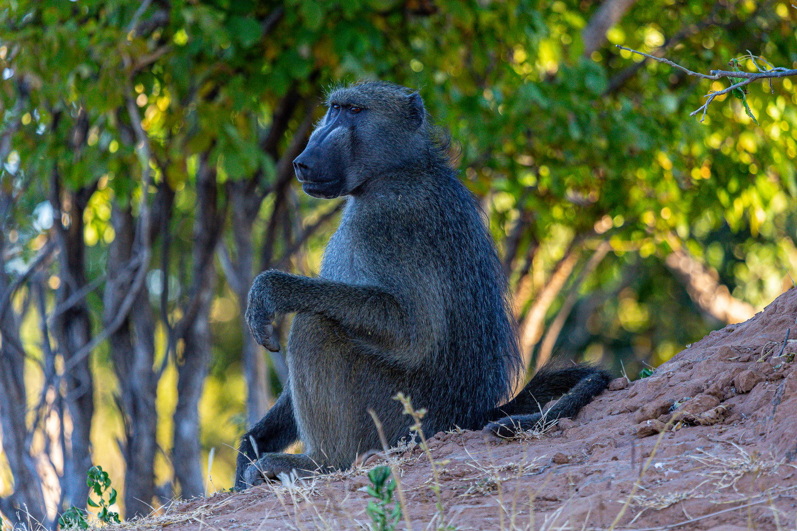 Der Chef - Chobe NP