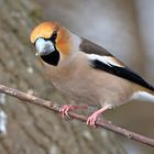 Der Chef (Coccothraustes coccothraustes)