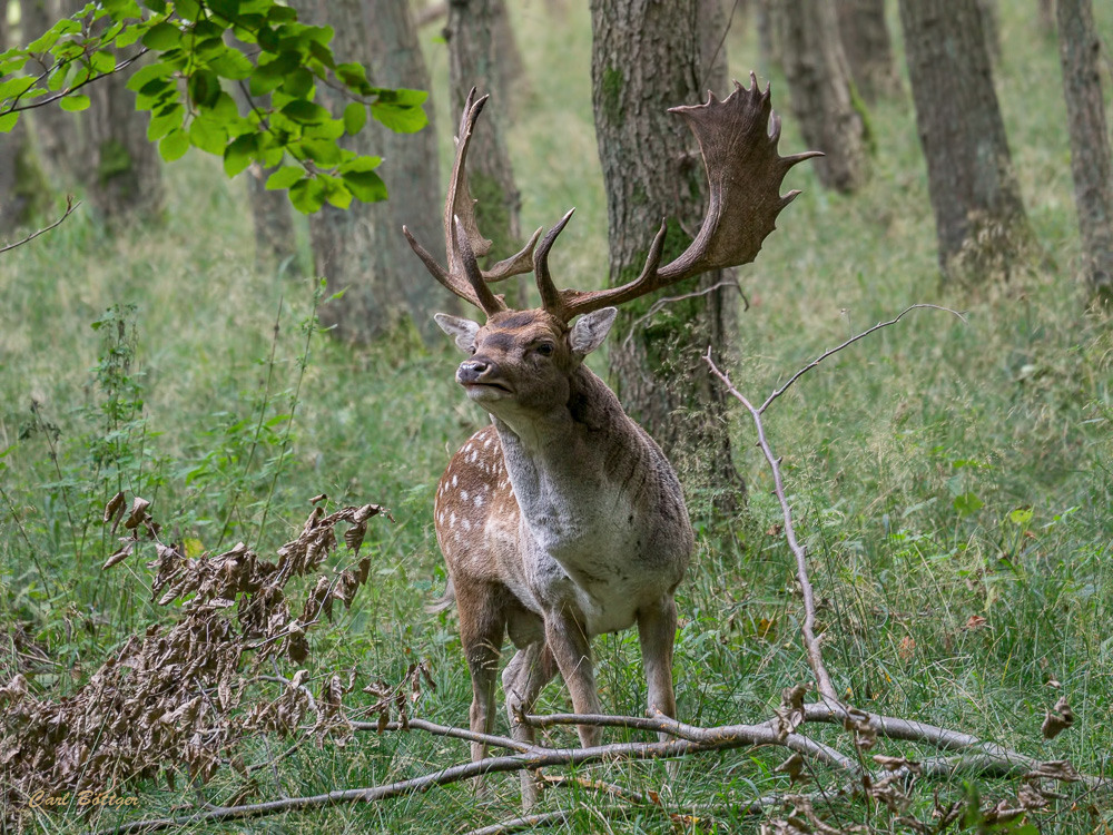 Der Chef - Damhirsch