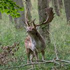 Der Chef - Damhirsch