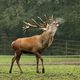 Weitere Tiere im Zoo