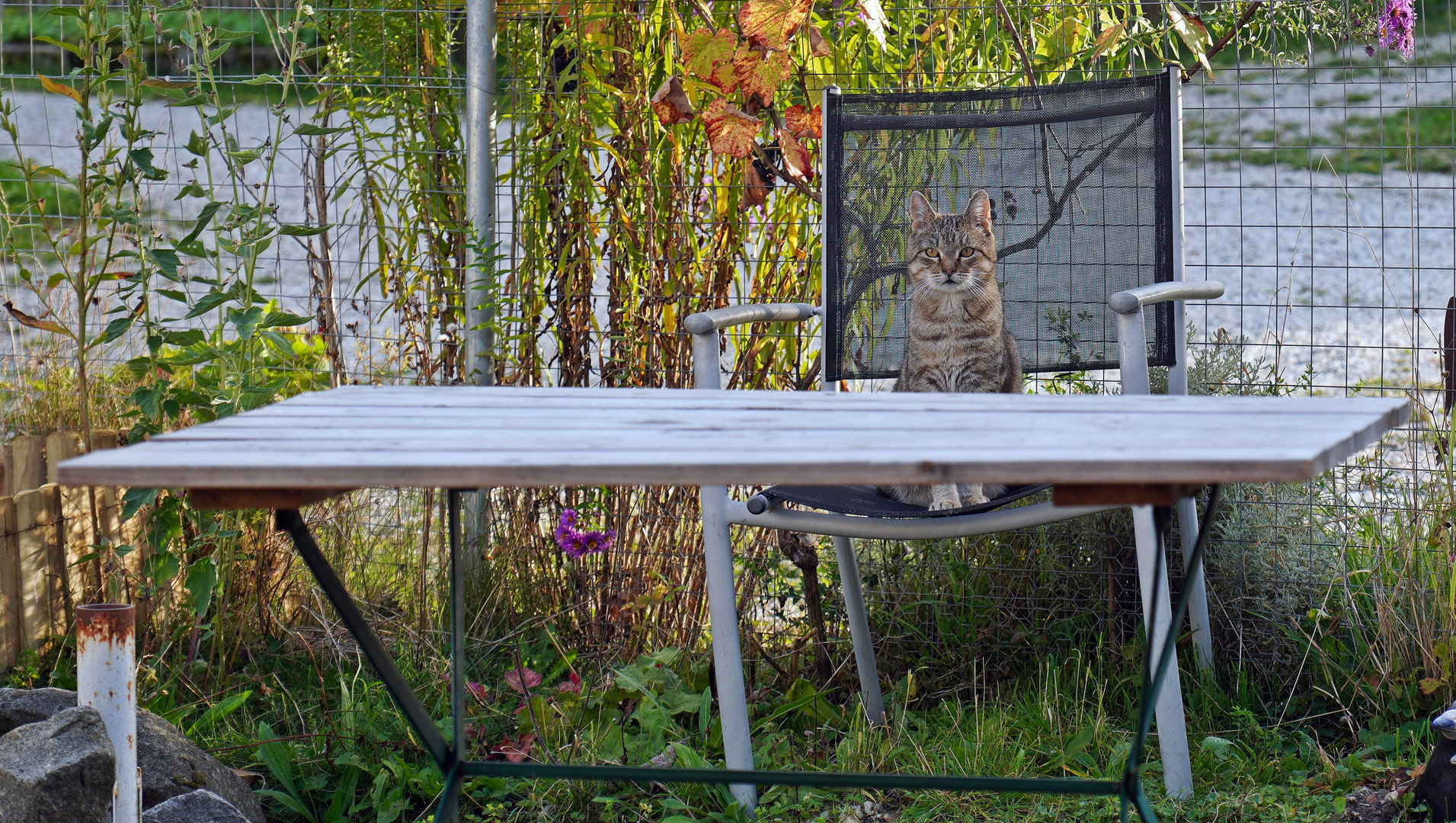 DER CHEF DER CAT&MOUSE GMBH&MAUNZ AG