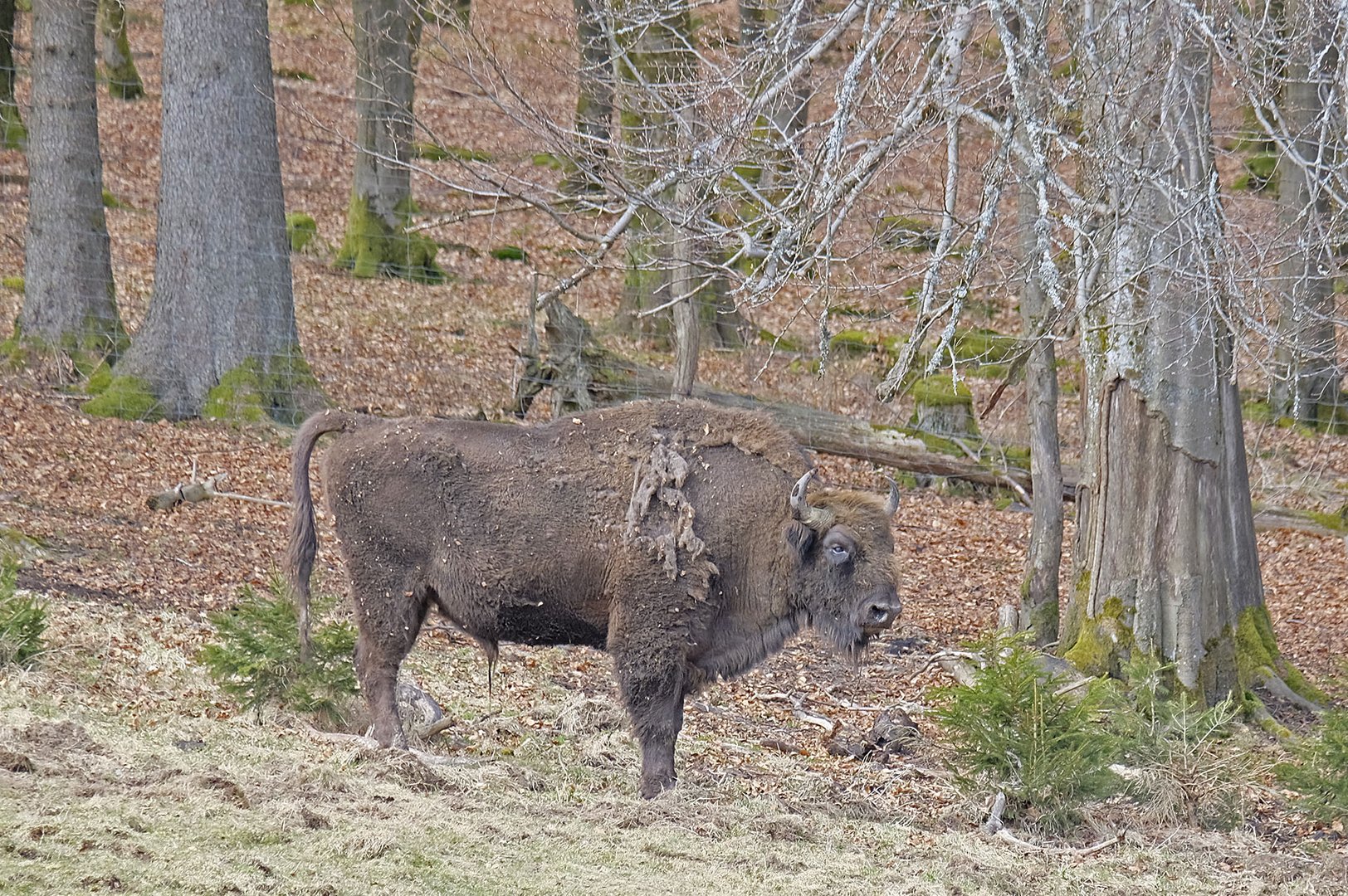 Der Chef der Herde in der Wisent-Wildnis am Rothaarsteig