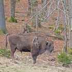 Der Chef der Herde in der Wisent-Wildnis am Rothaarsteig