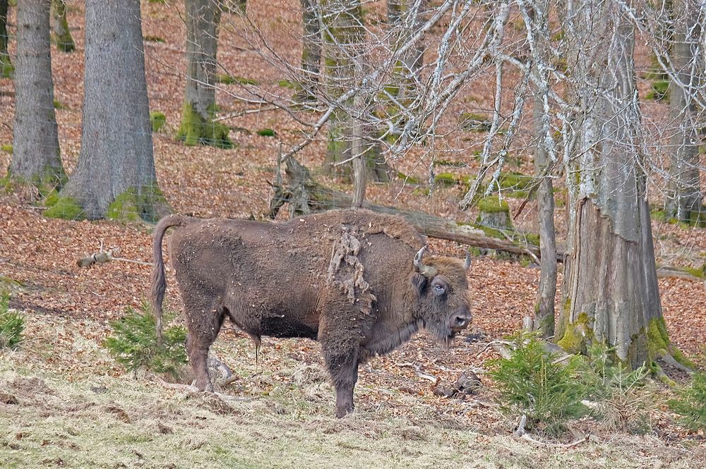 Der Chef der Herde in der Wisent-Wildnis am Rothaarsteig