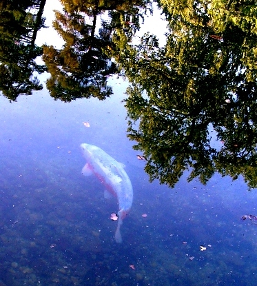 der chef im teich